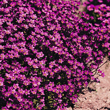 Load image into Gallery viewer, Saxifraga 'Purple Robe'