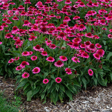 Load image into Gallery viewer, Echinacea 'Delicious Candy'