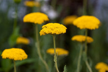 Load image into Gallery viewer, Achillea 'Coronation Gold'