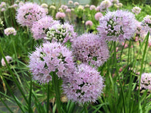 Load image into Gallery viewer, Allium 'Summer Beauty'