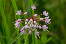 Load image into Gallery viewer, Allium cernuum