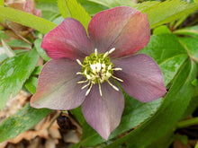 Load image into Gallery viewer, Helleborus 'Pine Knot Select'