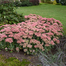 Load image into Gallery viewer, Sedum 'Autumn Joy'