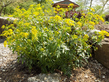 Load image into Gallery viewer, Zizia aurea