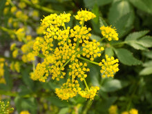 Load image into Gallery viewer, Zizia aurea