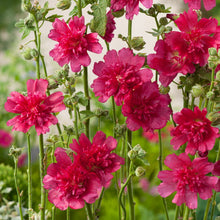 Load image into Gallery viewer, Hollyhock 'Spring Celebrities Carmine Rose'