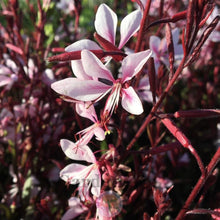 Load image into Gallery viewer, Gaura 'Steffi Blush Pink'