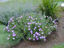 Load image into Gallery viewer, Stokesia 'Colorwheel'