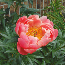 Load image into Gallery viewer, Peony 'Coral Sunset'
