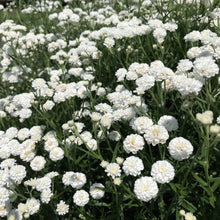 Load image into Gallery viewer, Achillea 'Peter Cottontail'