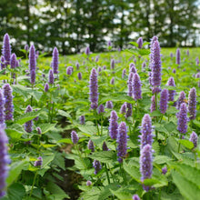 Load image into Gallery viewer, Agastache foeniculum
