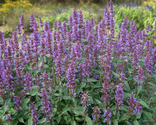 Load image into Gallery viewer, Agastache 'Purple Haze'