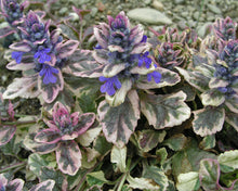 Load image into Gallery viewer, Ajuga 'Burgundy Glow'