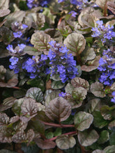 Load image into Gallery viewer, Ajuga 'Black Scallop'