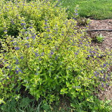 Load image into Gallery viewer, Caryopteris 'Gold Crest'