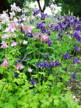 Load image into Gallery viewer, Aquilegia 'Biedermeier'