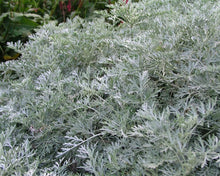 Load image into Gallery viewer, Artemisia 'Powis Castle'