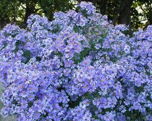 Load image into Gallery viewer, Aster 'Wood's Blue'
