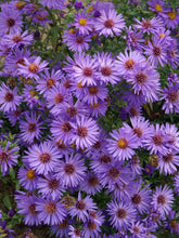 Load image into Gallery viewer, Aster 'Wood's Purple'