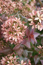 Load image into Gallery viewer, Abelia 'Rose Creek'