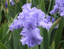 Load image into Gallery viewer, German Iris 'Abiqua Falls'