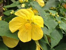 Load image into Gallery viewer, Abutilon 'Lucky Lantern'