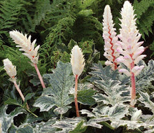 Load image into Gallery viewer, Acanthus 'Whitewater'