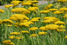 Load image into Gallery viewer, Achillea &#39;Coronation Gold&#39;

