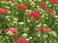 Load image into Gallery viewer, Achillea 'New Vintage Red'