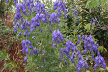Load image into Gallery viewer, Aconitum arendsii