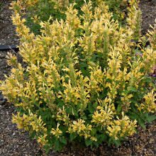 Load image into Gallery viewer, Agastache POQUITO™ 'Butter Yellow'