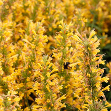 Load image into Gallery viewer, Agastache POQUITO™ 'Butter Yellow'