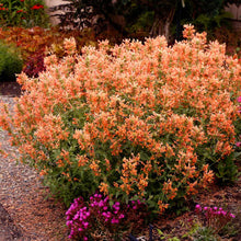 Load image into Gallery viewer, Agastache POQUITO™ 'Orange'