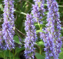 Load image into Gallery viewer, Agastache 'Blue Fortune'