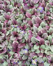 Load image into Gallery viewer, Ajuga 'Burgundy Glow'