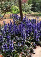Load image into Gallery viewer, Ajuga 'Catlin's Giant'