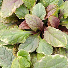 Load image into Gallery viewer, Ajuga 'Golden Glow'