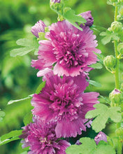 Load image into Gallery viewer, Hollyhock 'Spring Celebrities Purple'