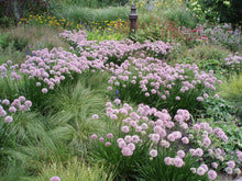 Load image into Gallery viewer, Allium 'Summer Beauty'