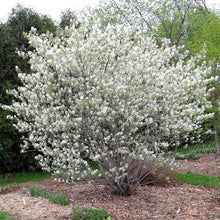 Load image into Gallery viewer, Allegheny Serviceberry
