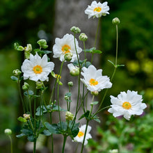 Load image into Gallery viewer, Anemone 'Whirlwind'