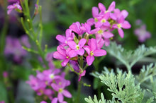 Load image into Gallery viewer, Arabis 'Spring Charm'