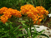 Load image into Gallery viewer, Asclepias tuberosa (Butterfly Weed)