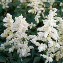 Load image into Gallery viewer, Astilbe 'Deutschland'
