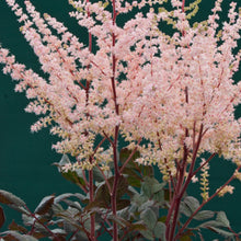 Load image into Gallery viewer, Astilbe 'Spotlight'