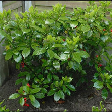 Load image into Gallery viewer, Aucuba 'Rozannie'