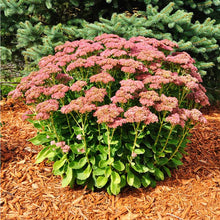 Load image into Gallery viewer, Sedum 'Autumn Joy'