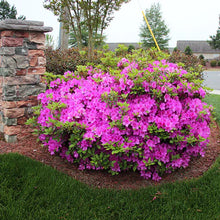 Load image into Gallery viewer, Azalea 'Karen'