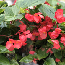 Load image into Gallery viewer, Begonia 'Dragon Wing'