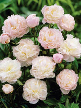 Load image into Gallery viewer, Peony 'Shirley Temple'